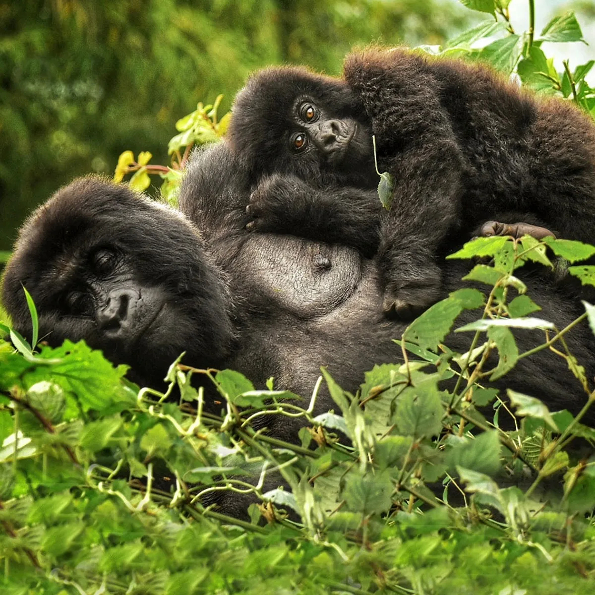 4. Rwanda
