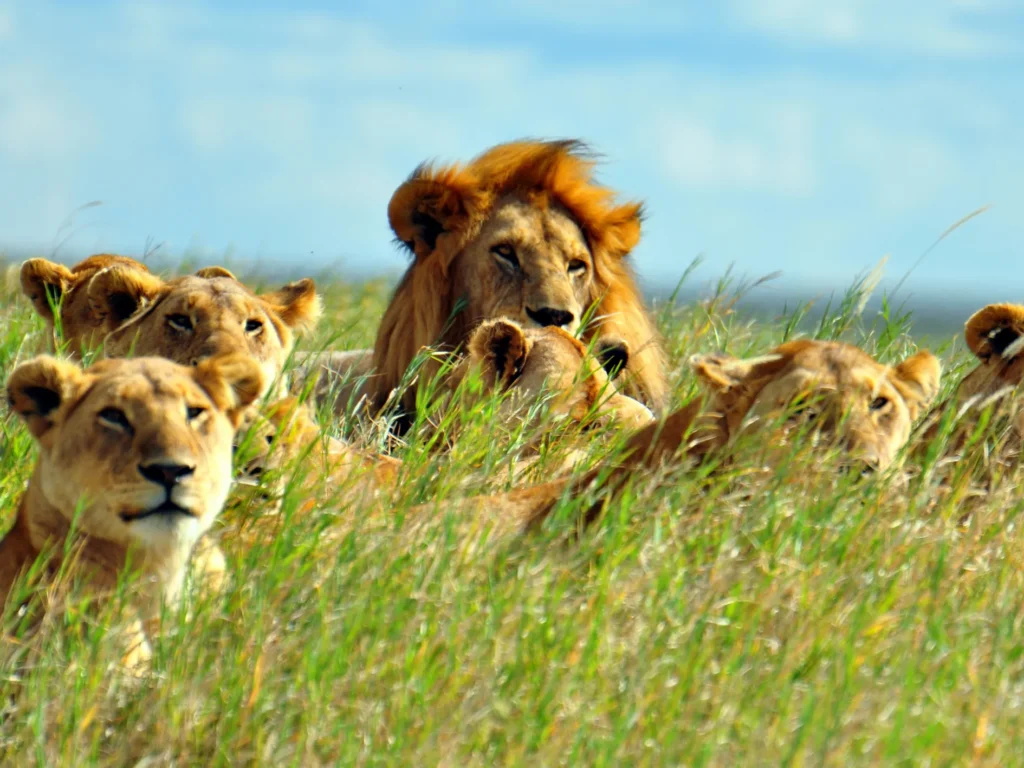 Lions in Grass Africa Overland Safaris Africa Lodge Safaris Africa Tours On The Go Tours 228181391179700