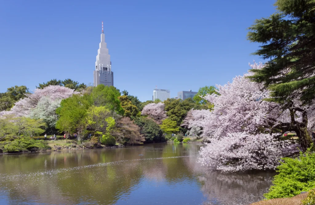 Shinjuku Gyoen National Garden sakura 3