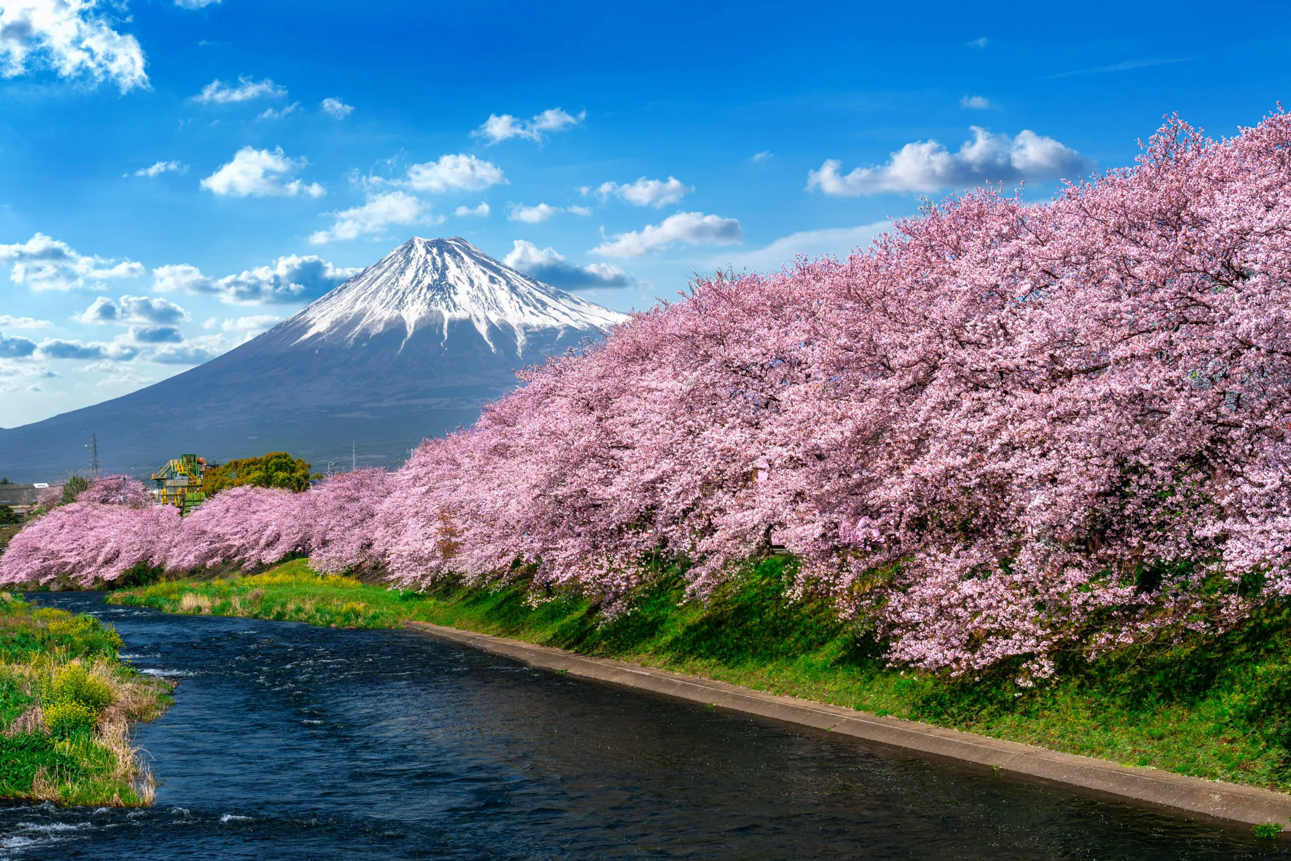 row cherry blossoms fuji mountain spring shizuoka japan scaled 1