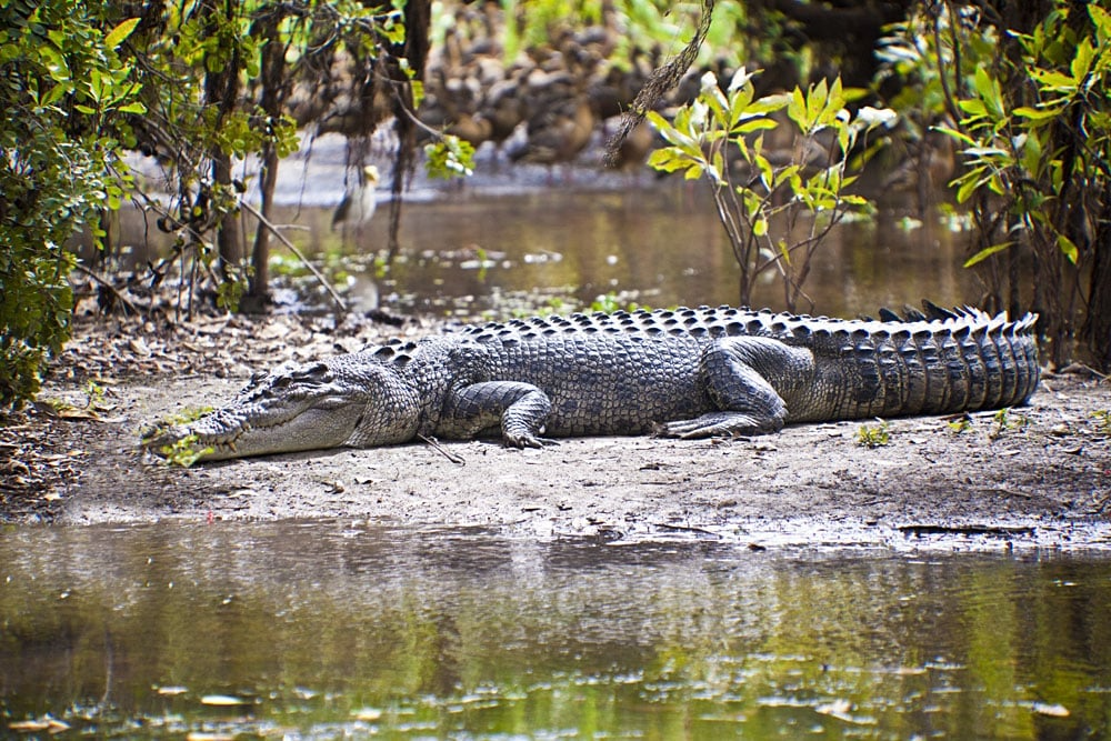 Large Saltwater Crocodile Yellow Water Billabong Kakadu National Park Northern Territory Australia 103641116