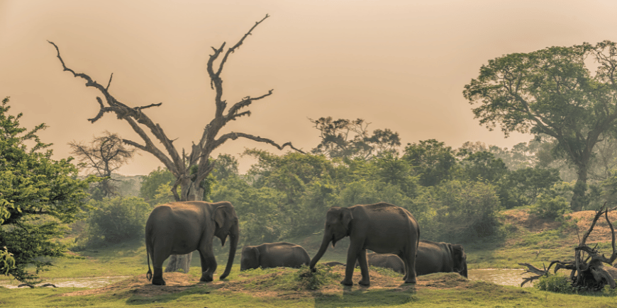 a group of wild elephants at a jungle watering hole in yala national park sri lanka 5