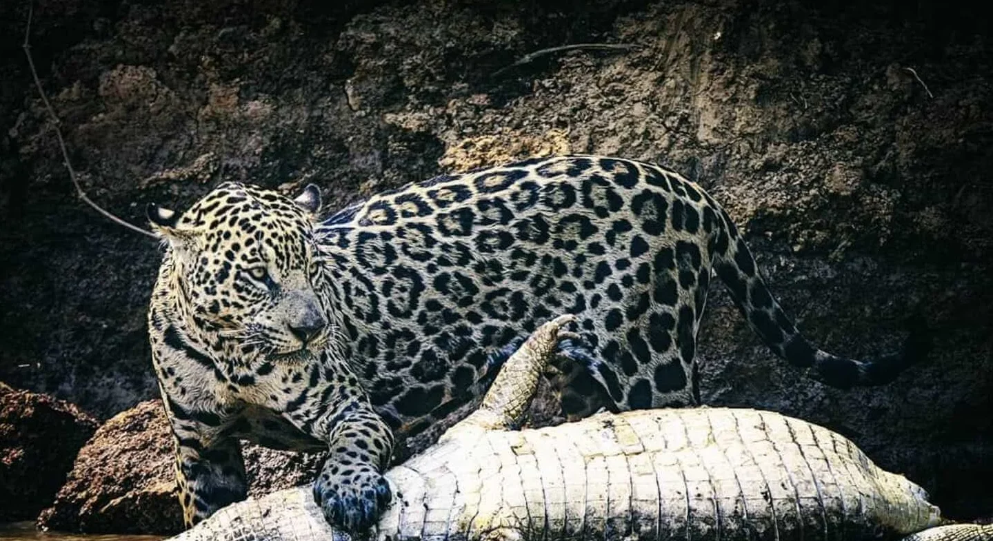 jaguar pantanal 18 e1763984245559