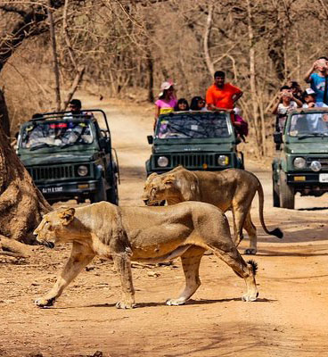 lion jeep safari gir
