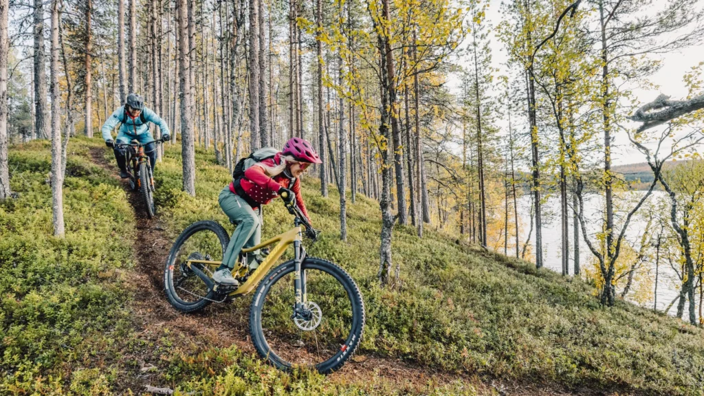 Lapland trees scaled 1