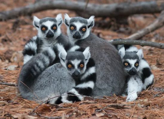 Screen Shot 2019 01 04 at 2.45.18 PM