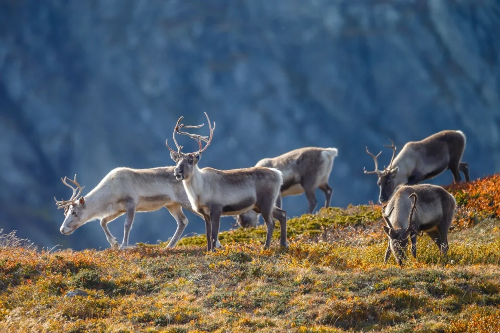 reindeer norway hgr 143738 1920 photo shutterstock 1