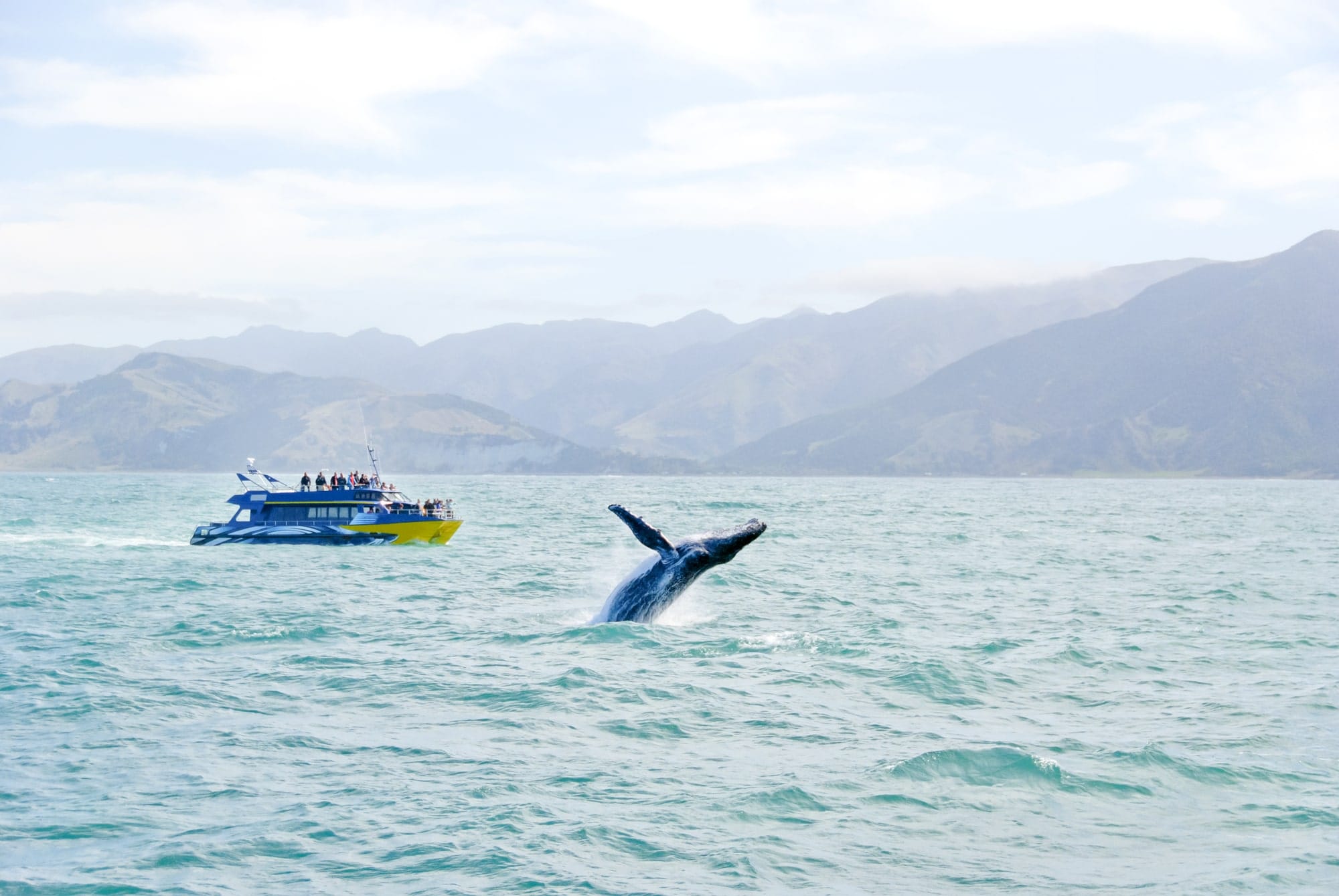 7 – whale-watching-new-zealand 7 - whale-watching-new-zealand