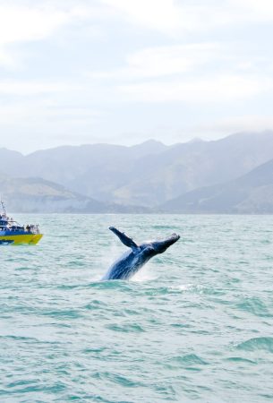 7 - whale-watching-new-zealand